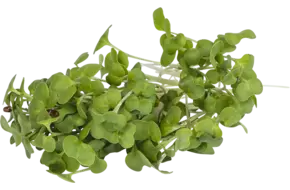 Koolraap cress 50gr
